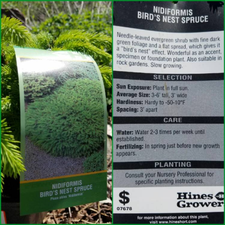 plant image 694976