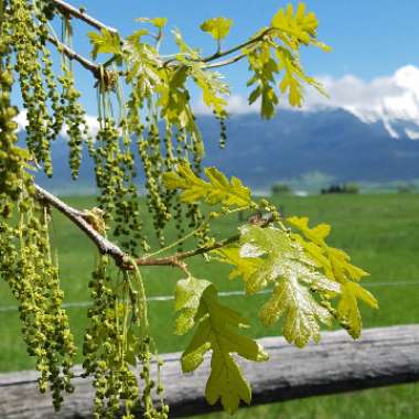 Quercus robur syn. Quercus pedunculata