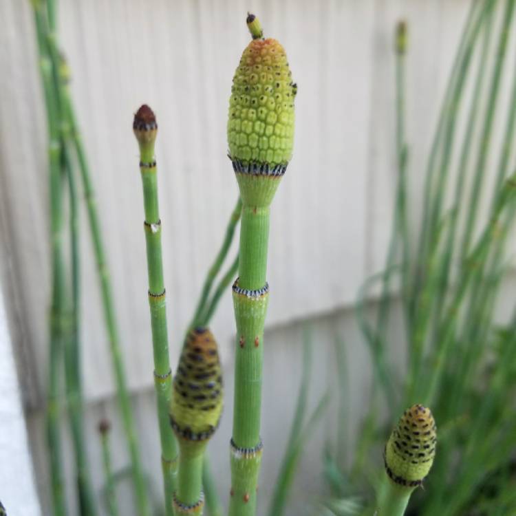 Plant image Equisetum arvense