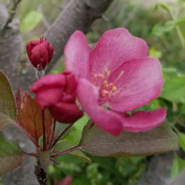 Malus sylvestris