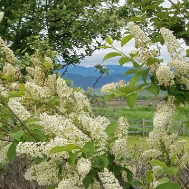 Prunus Virginiana