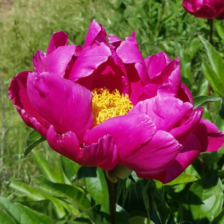 plant image 735018 plant image 735018