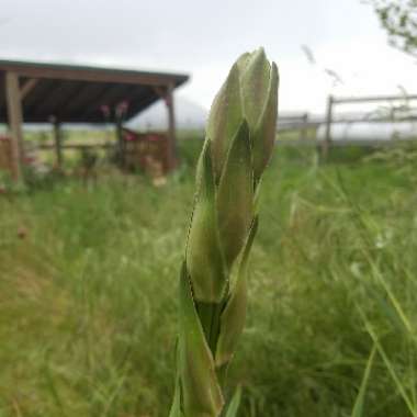 Yucca filamentosa 'Bright Edge'