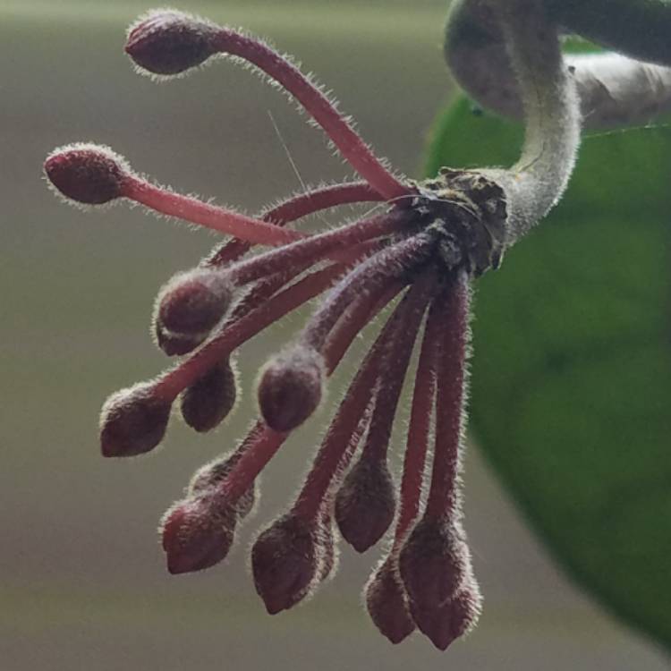 plant image 745834 plant image 745834
