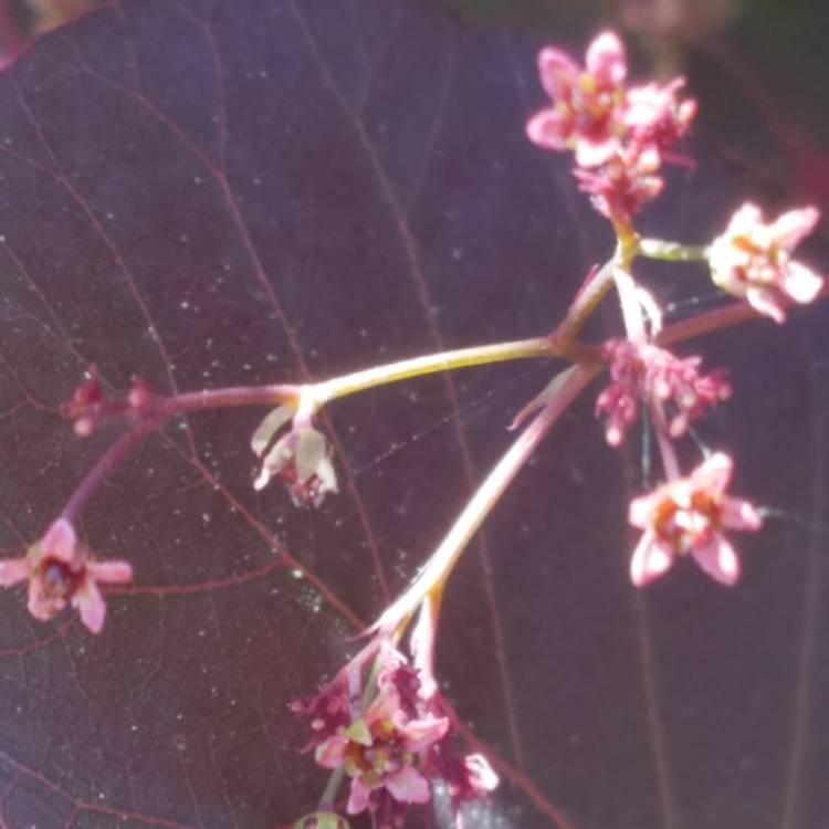 plant image 748551 plant image 748551
