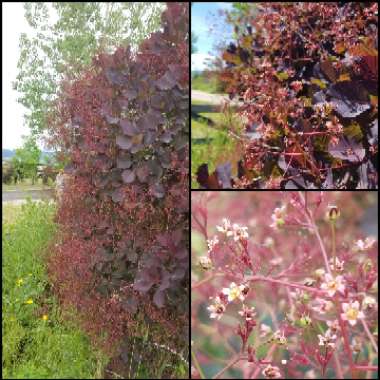 Cotinus