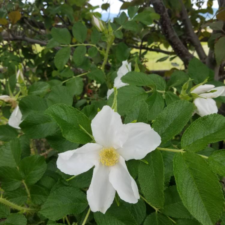 Plant image Rosa rugosa 'Alba'