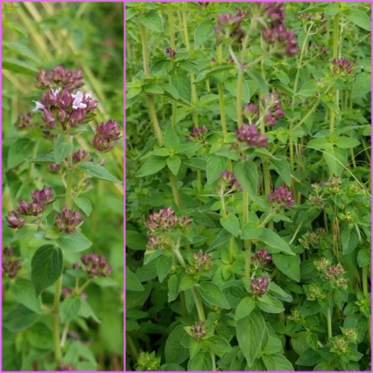 Plant image Origanum Laevigatum 'Rosenkuppel'