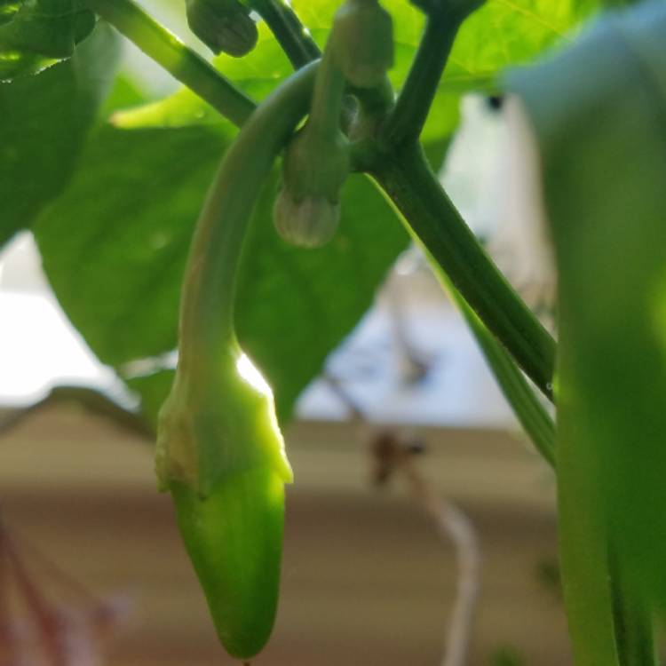 Plant image Capsicum Annuum 'Hot Banana'