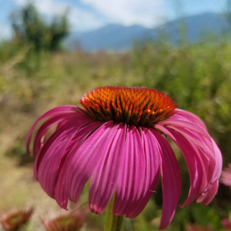 plant image 788701 plant image 788701