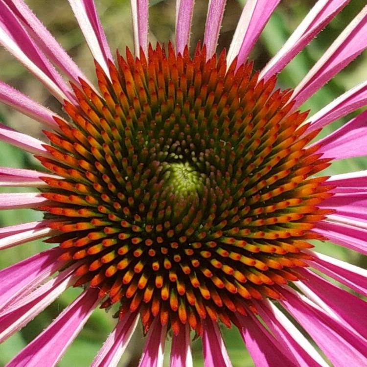 plant image 788705 plant image 788705