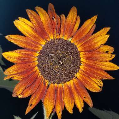 Helianthus annuus