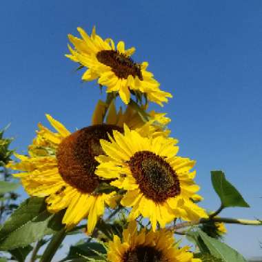 Helianthus annuus