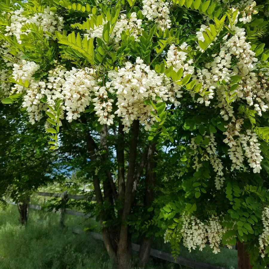 robinia