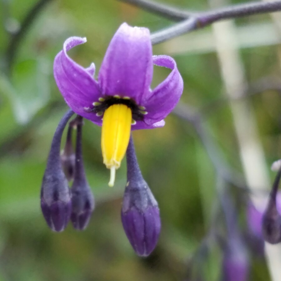 Plant image Solanum dulcamara