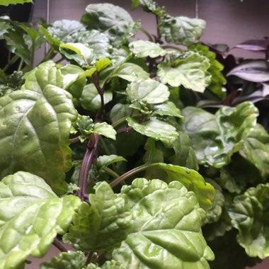 Swedish Ivy