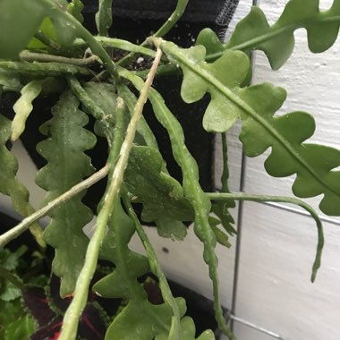 Orchid Cactus