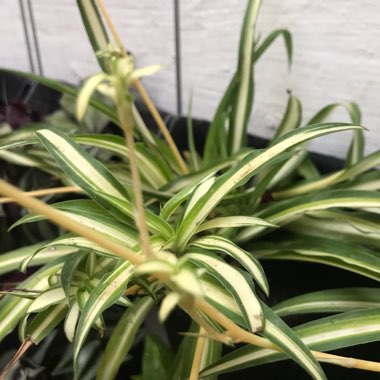 Spider Plant 'Vittatum'