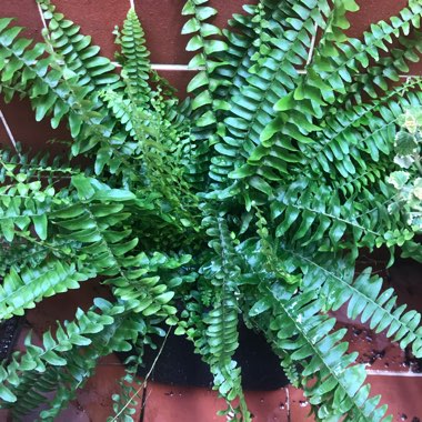 Boston Fern