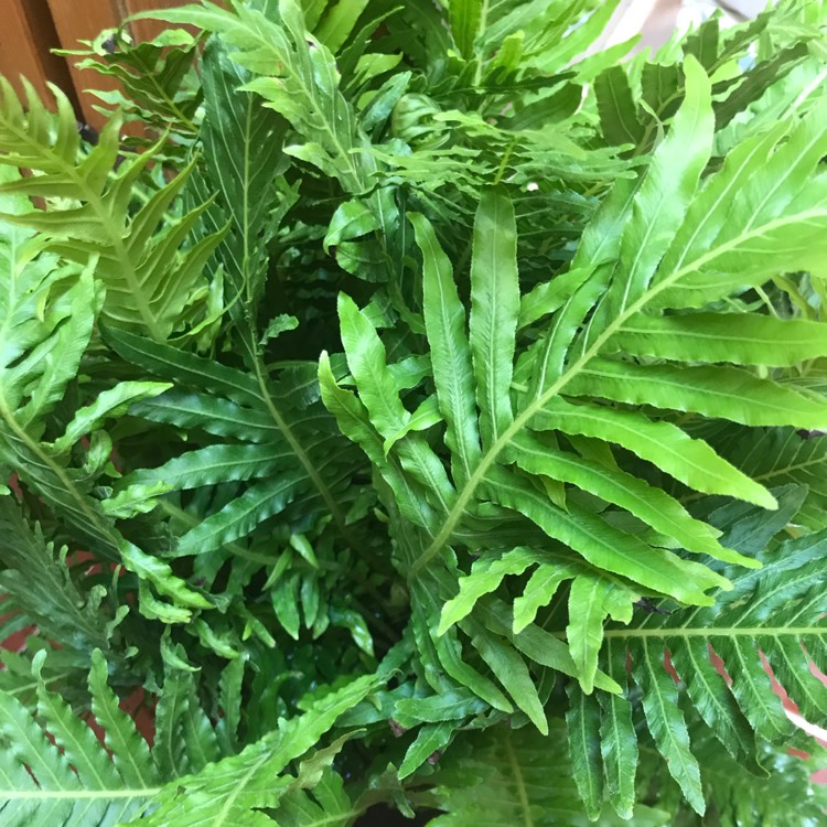 Plant image Blechnum Gibbum 'Silver Lady'