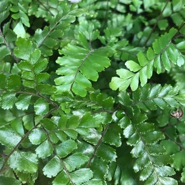 Delta Maidenhair Fern 'fragrantissimum'