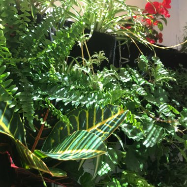 Micael's garden