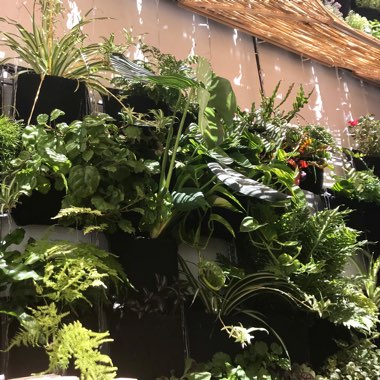 Micael's garden