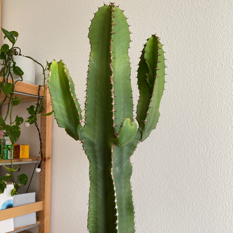 Plant image Euphorbia Canariensis