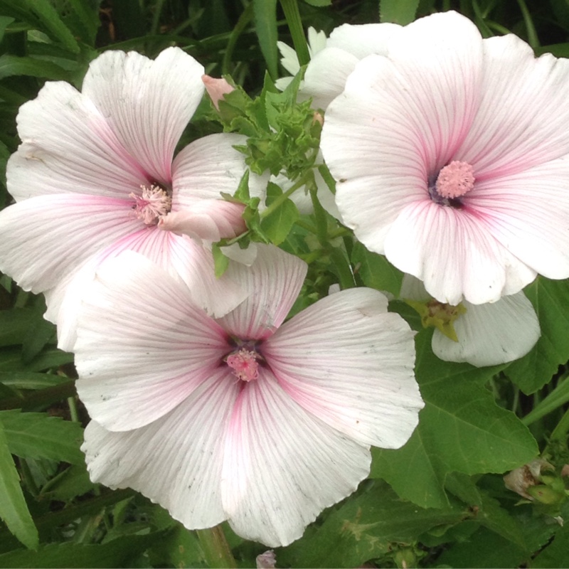 Plant image Lavatera x clementii 'Mary Hope'
