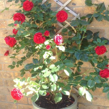 Rosa