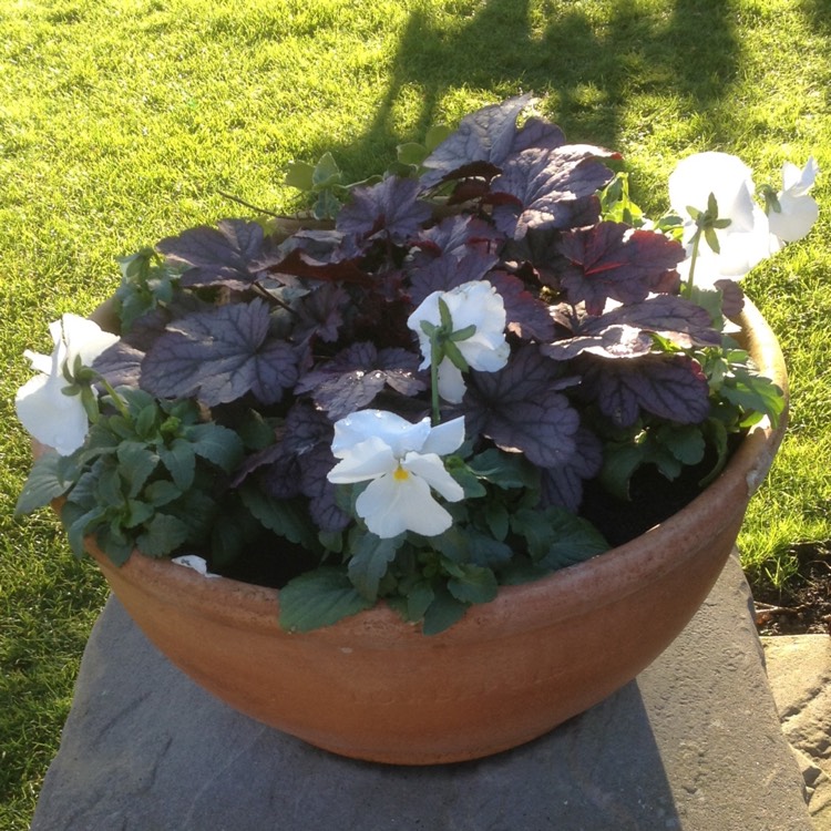 Plant image Viola Matrix Midnight Glow
