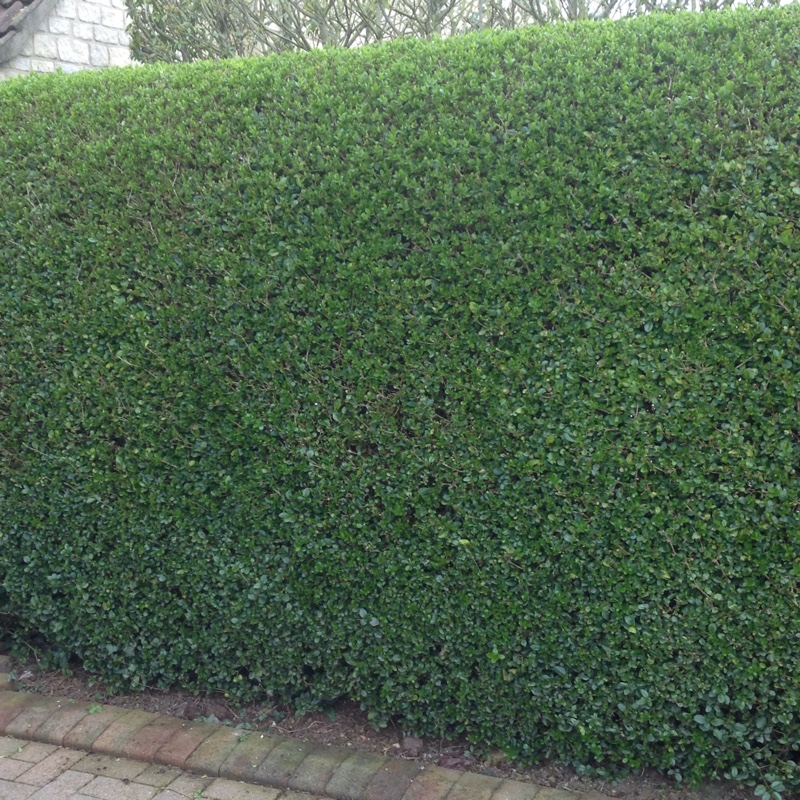 Ligustrum ovalifolium