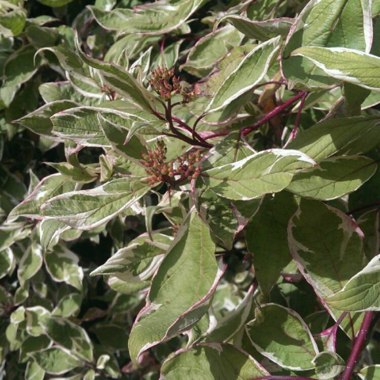 Plant image Cornus alba 'Sibirica Variegata'