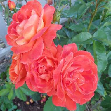 Simon's garden