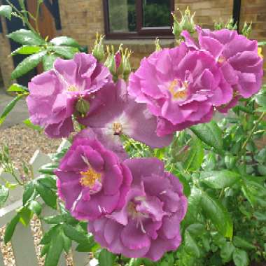 Simon's garden