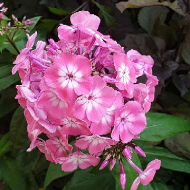 Simon's garden
