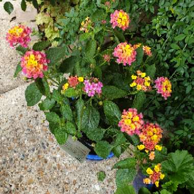 Simon's garden