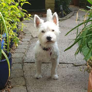Simon's garden
