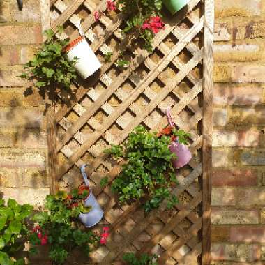 Simon's garden