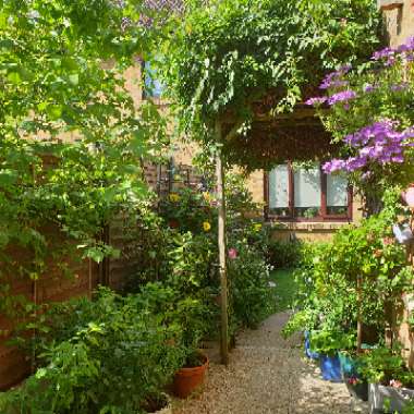 Simon's garden
