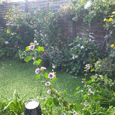 Simon's garden