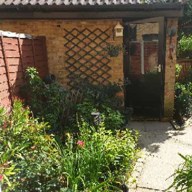 Simon's garden