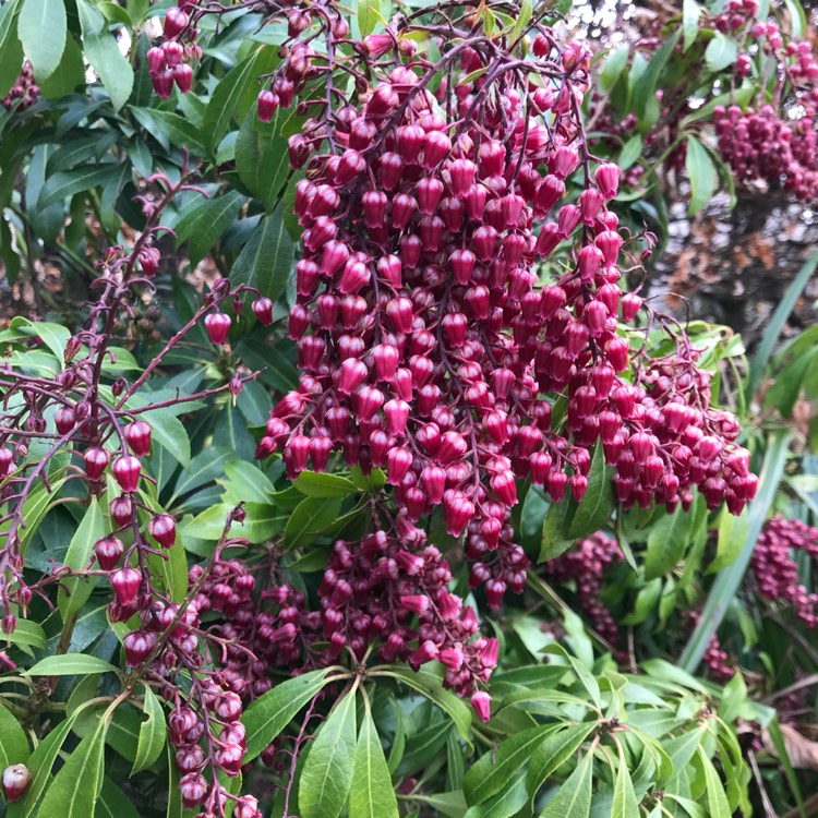 Plant image Pieris japonica 'Passion'