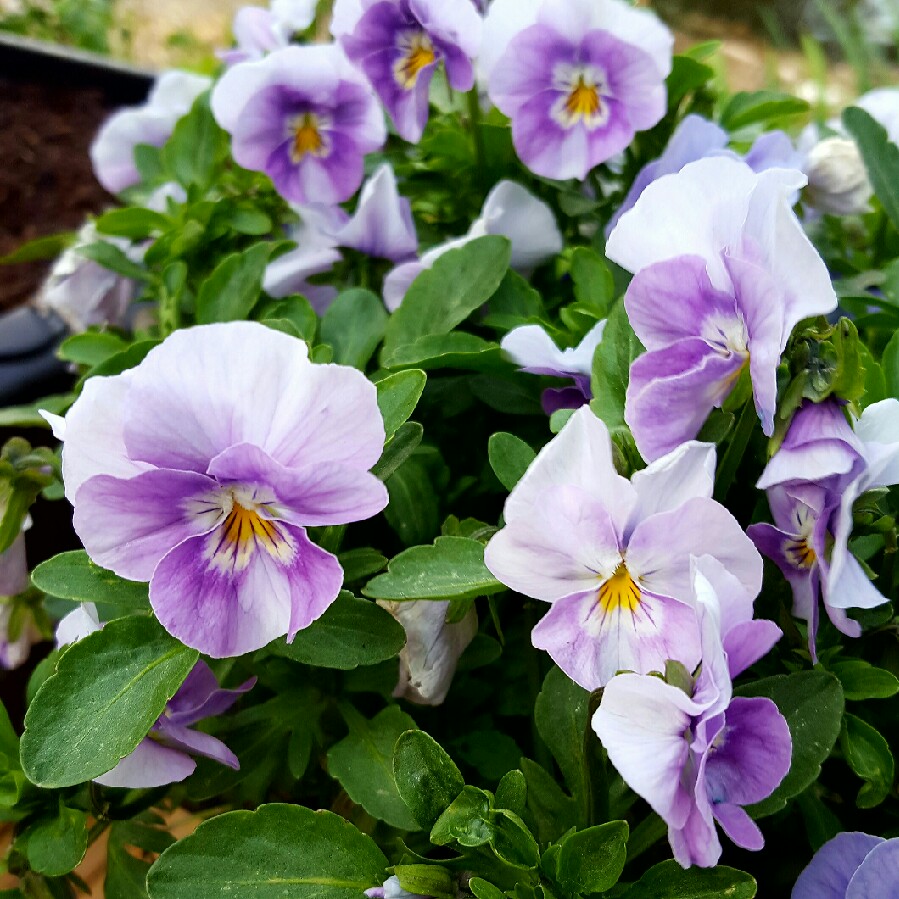 Plant image Viola Matrix Midnight Glow