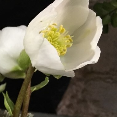 Helleborus