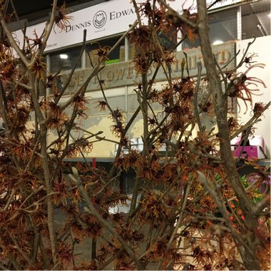 Hamamelis x intermedia 'Jelena'