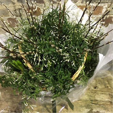 Jasminum