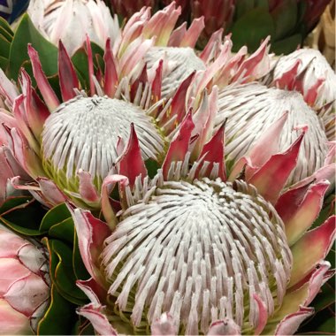 Protea