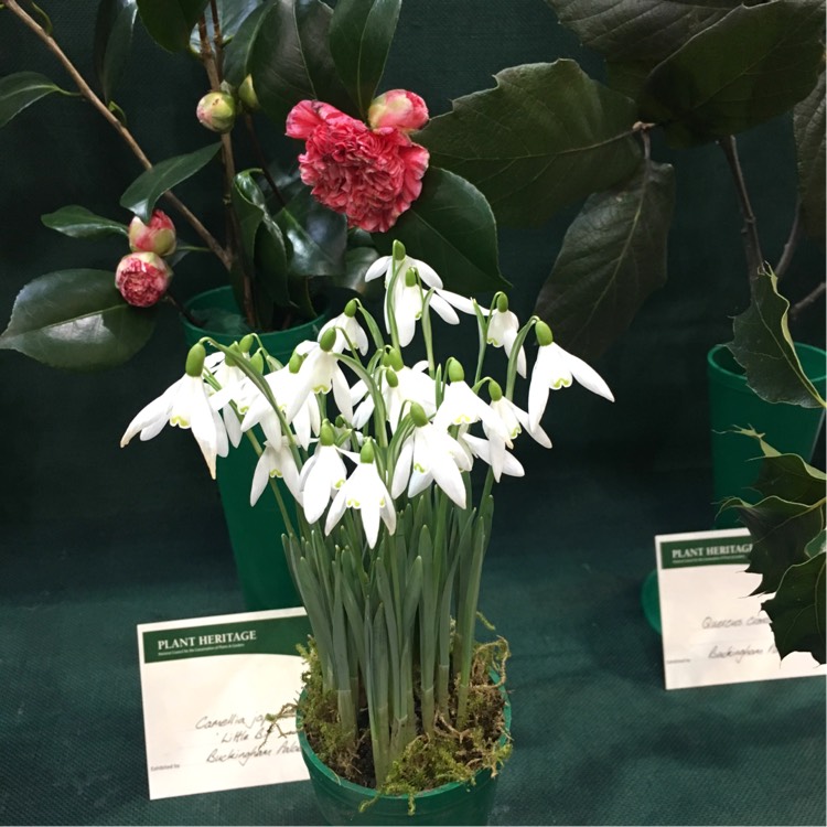 plant image 312236