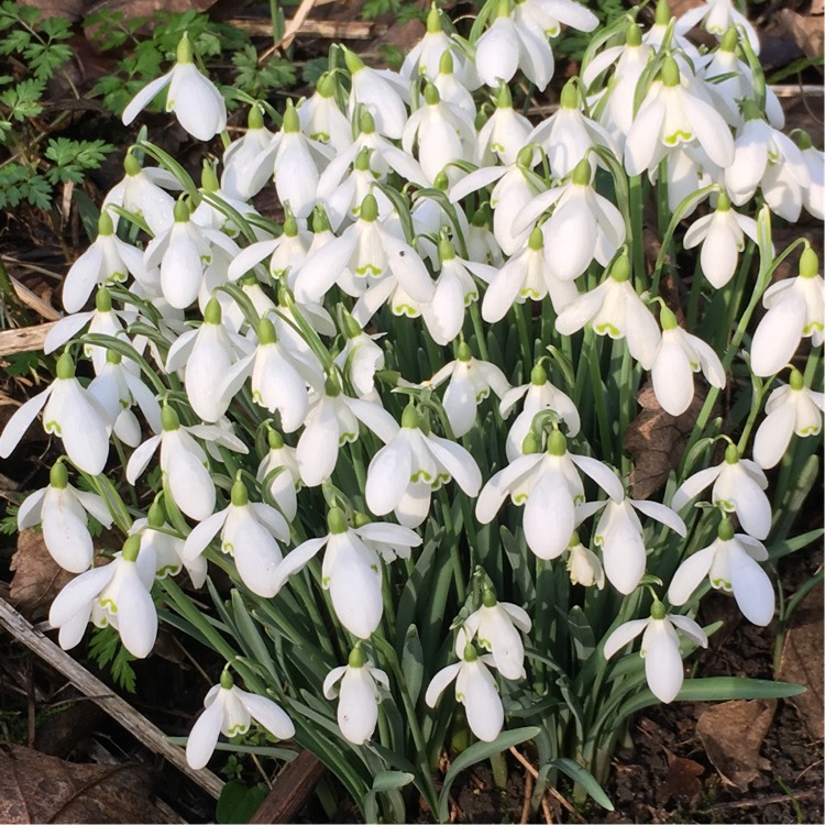 plant image 313072